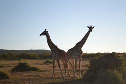 Giraffes Masai Mara