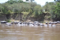 Mara River Hippos