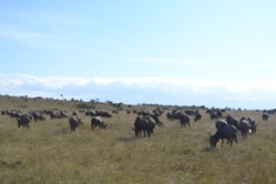 Masai Mara Graassland