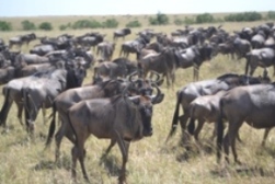 Masai Mara Worldebeests