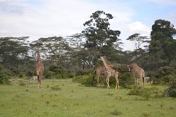 Lake Nakuru Giraffes and Zebras