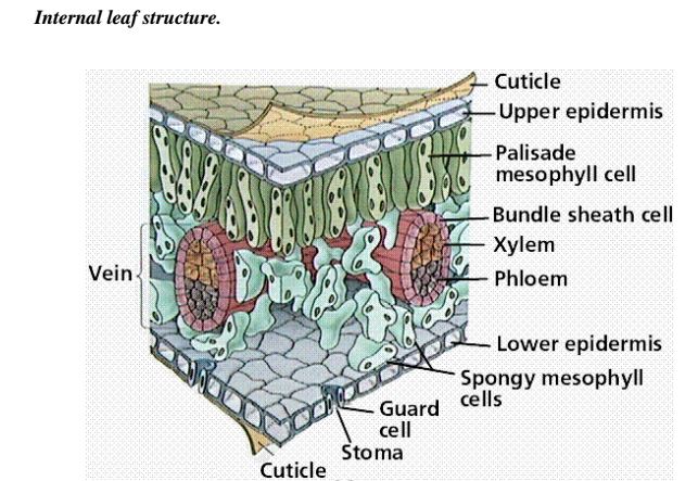 Biology Questions And Answers Form 1 Biology Quizzes - 