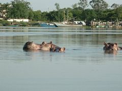 Hippos